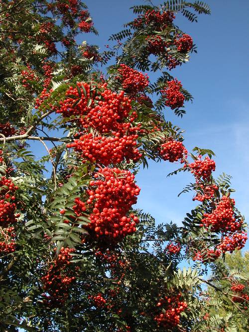 En vakker og bærrik rogn (Sorbus 'Eastern Promise')
